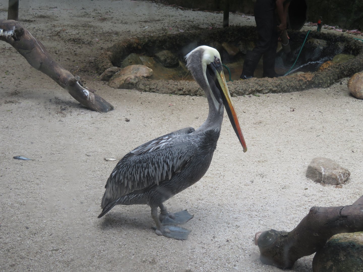 peru pelican
