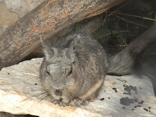 Peruan Mountain Viscacha  Halle Zoo2