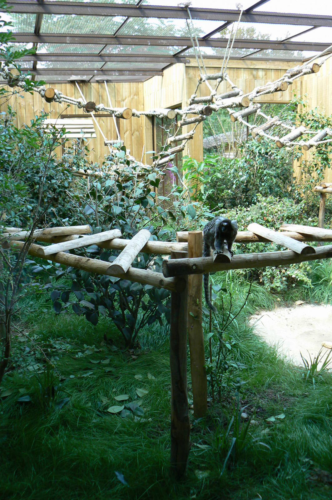 Peruvia -Common marmosets and white-faced sakis exhibit