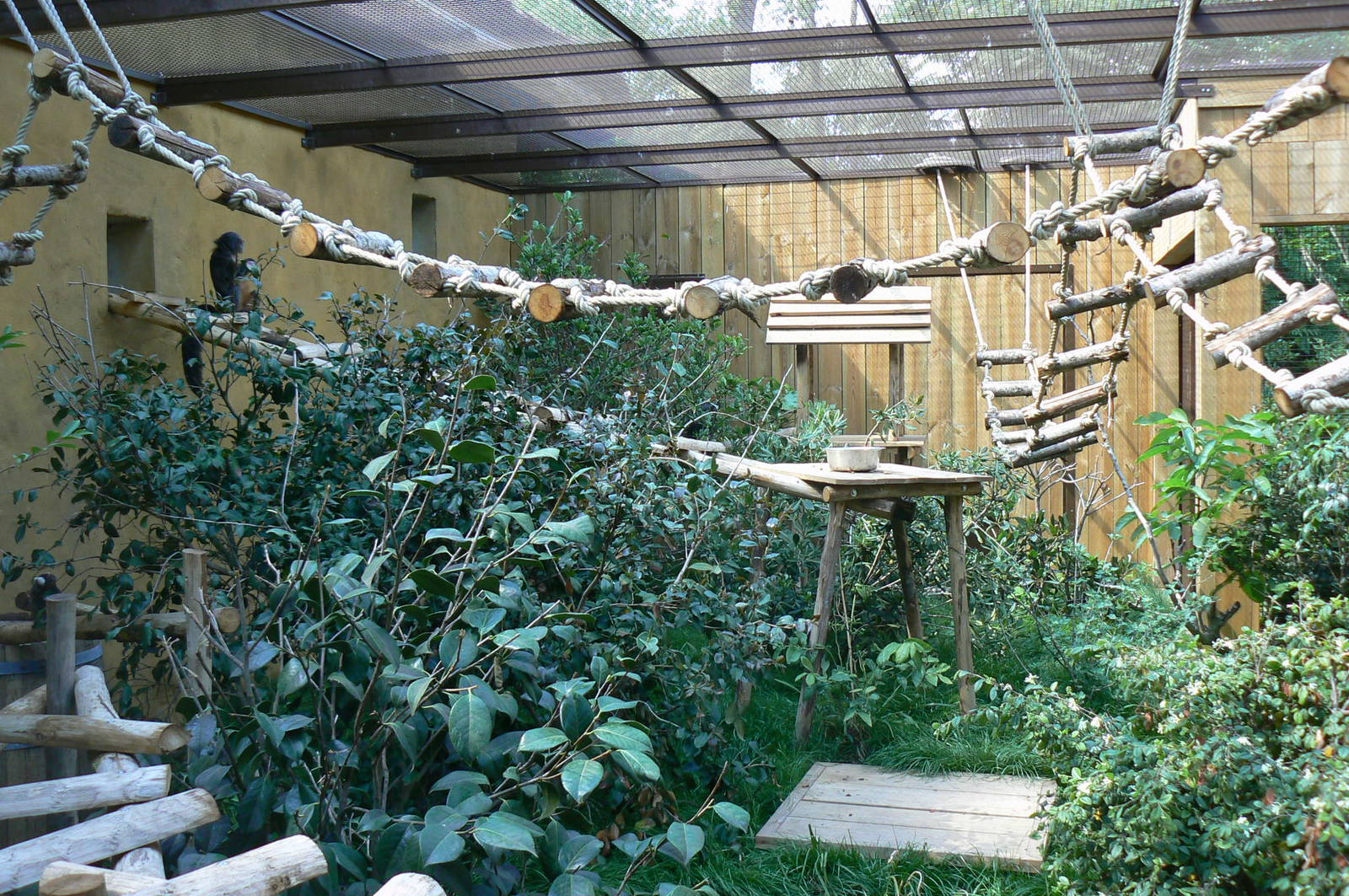 Peruvia - Common marmosets and white-faced sakis exhibit