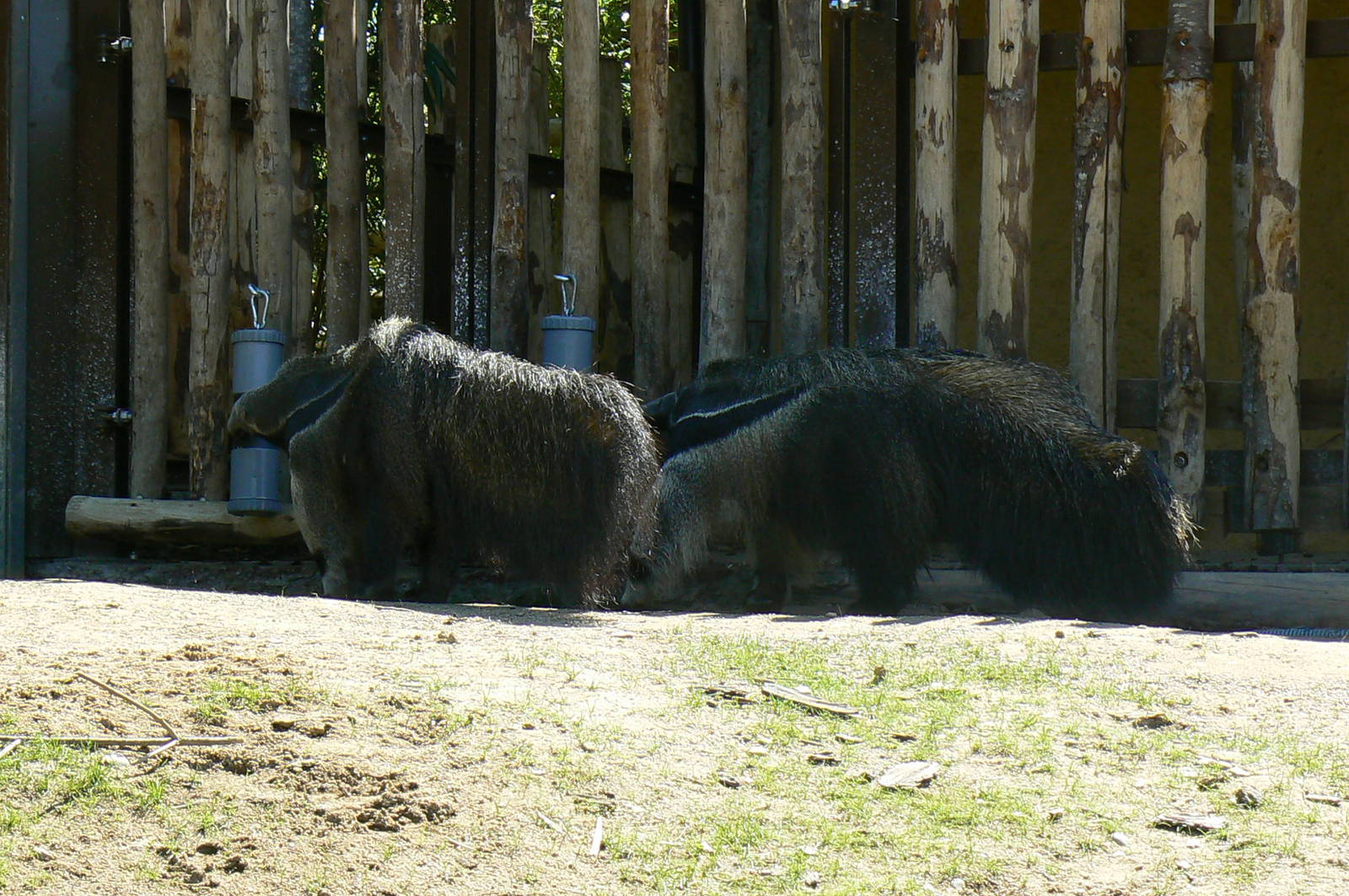 Peruvia - Giant anteater enrichment