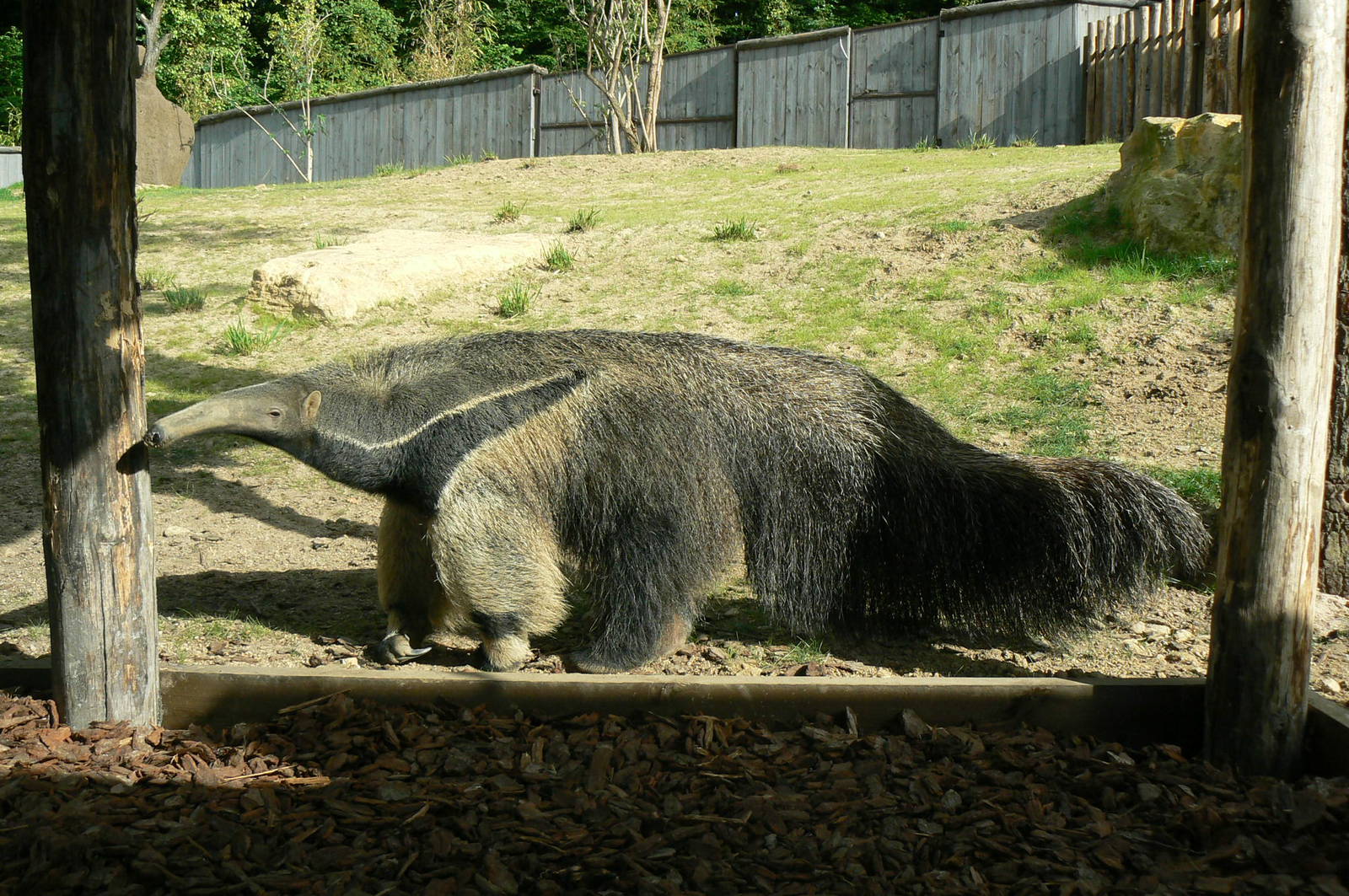 Peruvia - Giant anteater