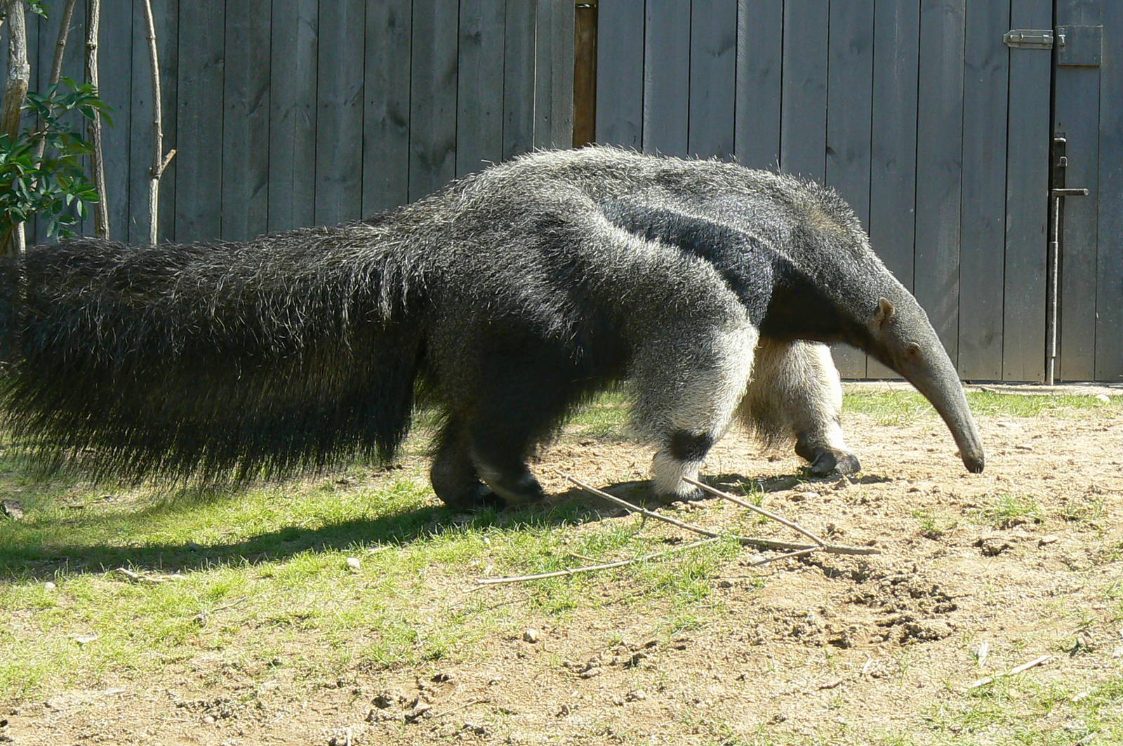 Peruvia - Giant anteater