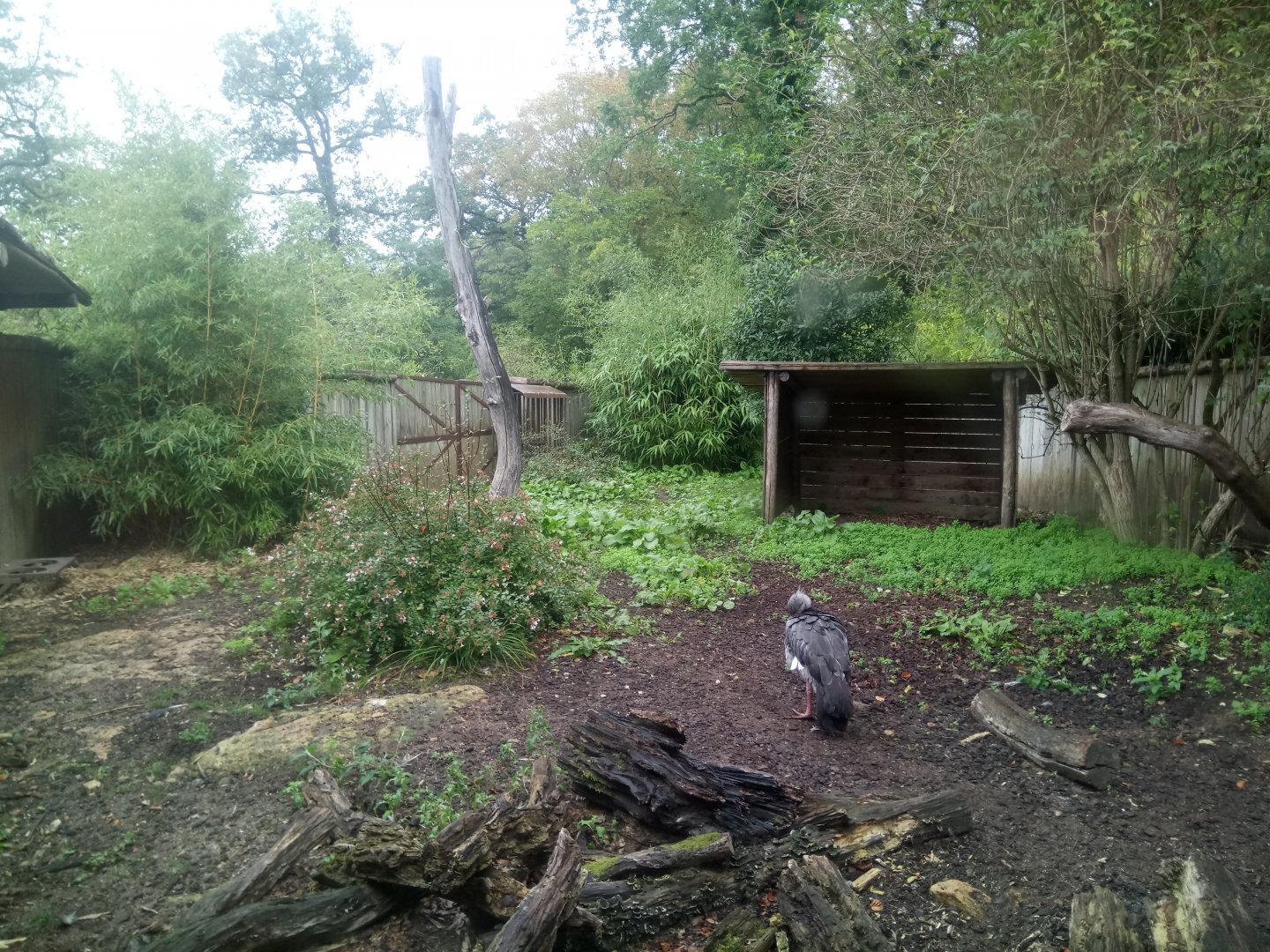 Peruvia : Giant anteaters Exhibit