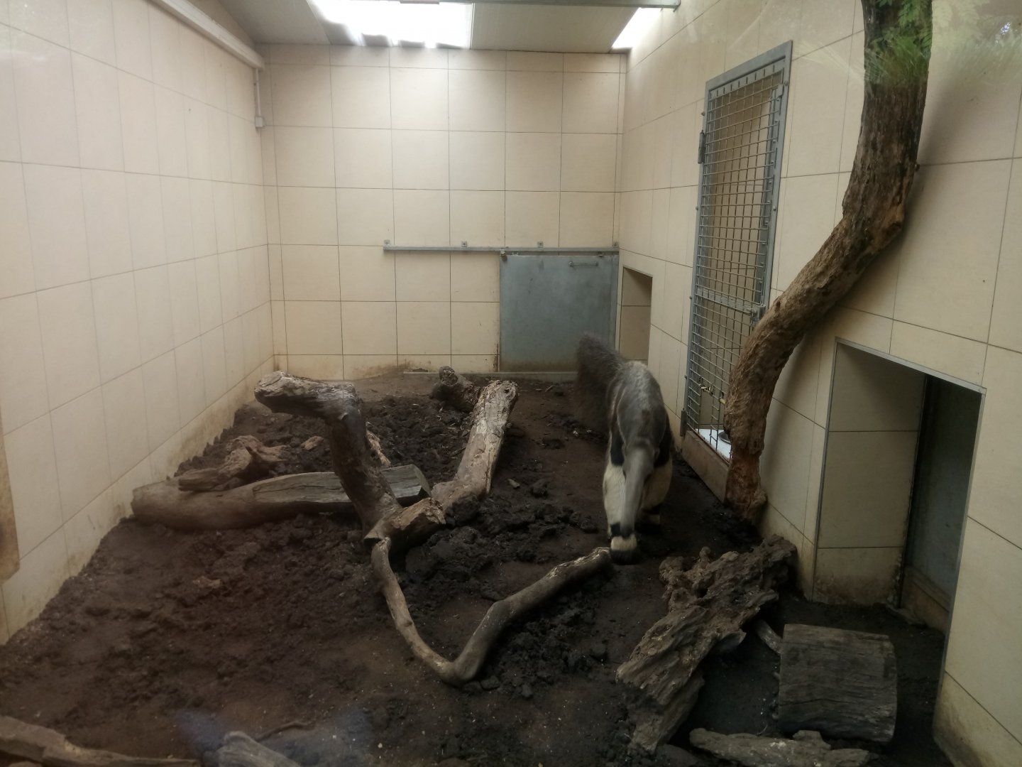 Peruvia : Giant Anteaters Indoor