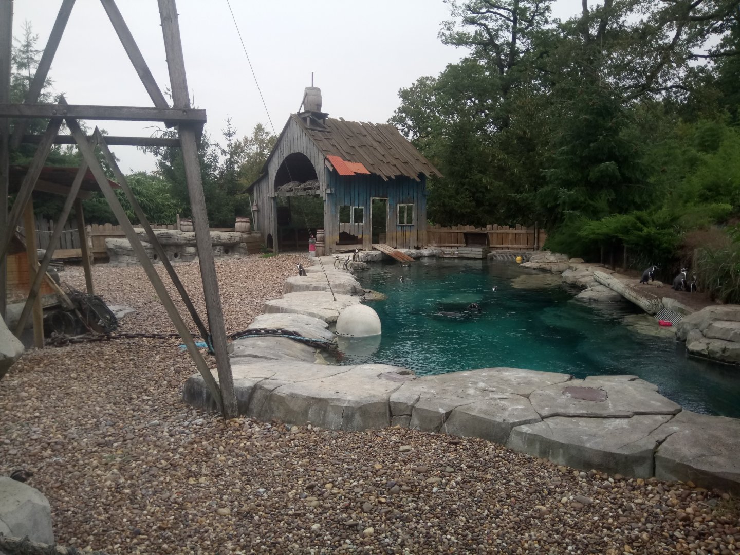 Peruvia : Humboldt Penguins Exhibit