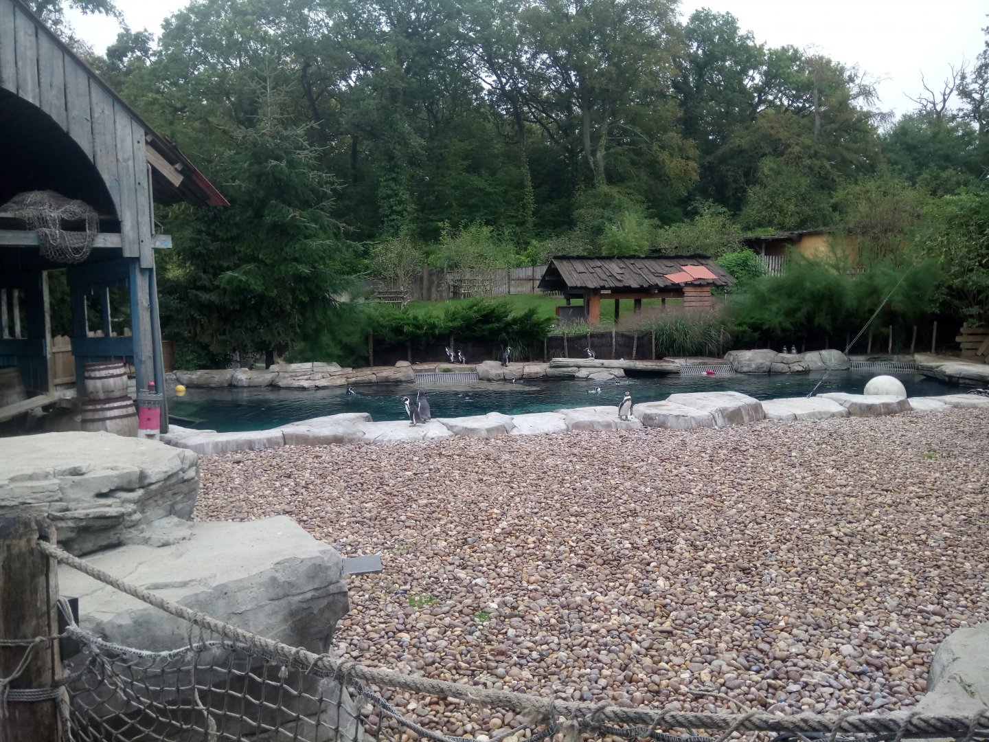 Peruvia : Humboldt Penguins Exhibit