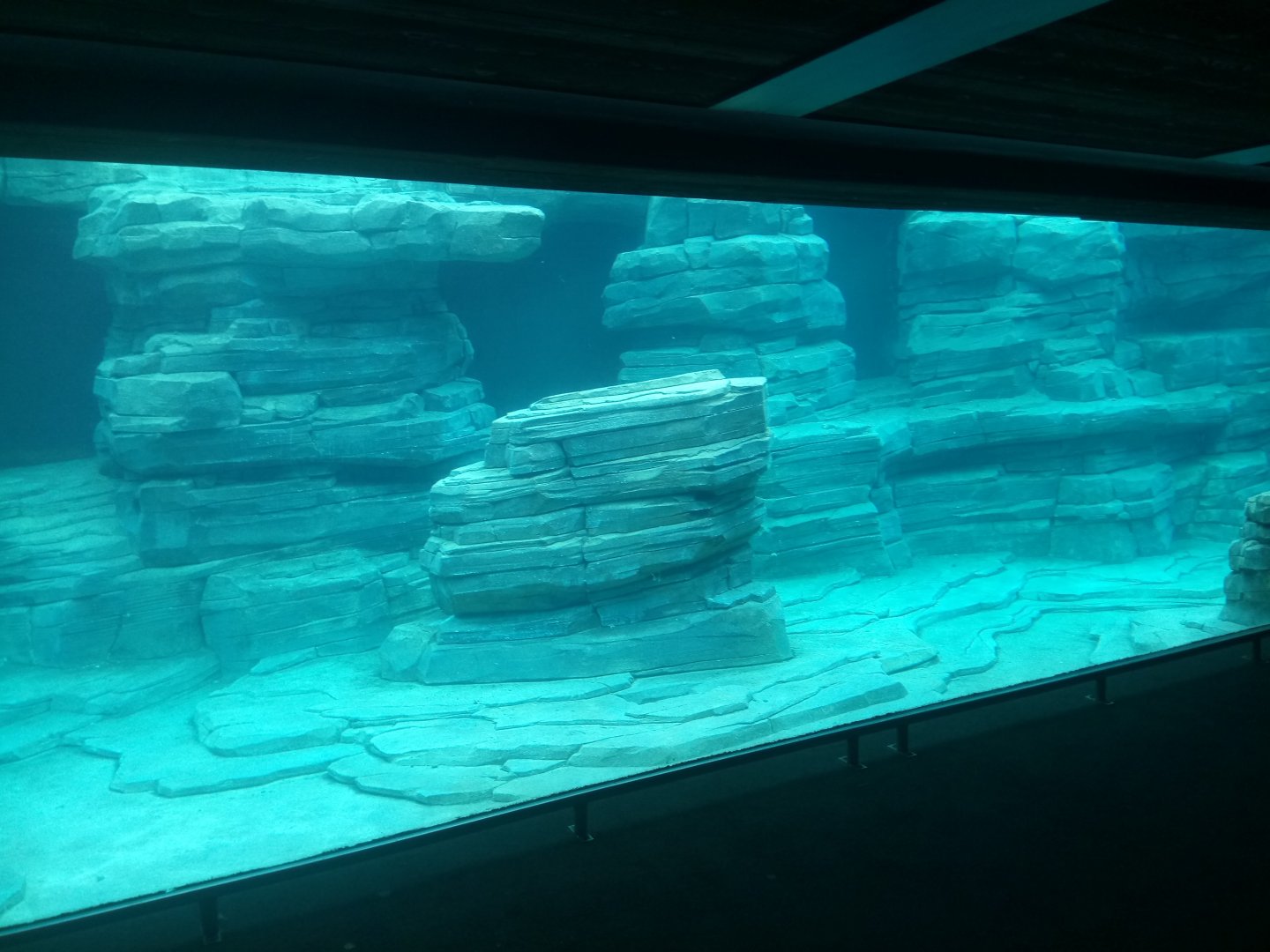 Peruvia : Humboldt Penguins Pool