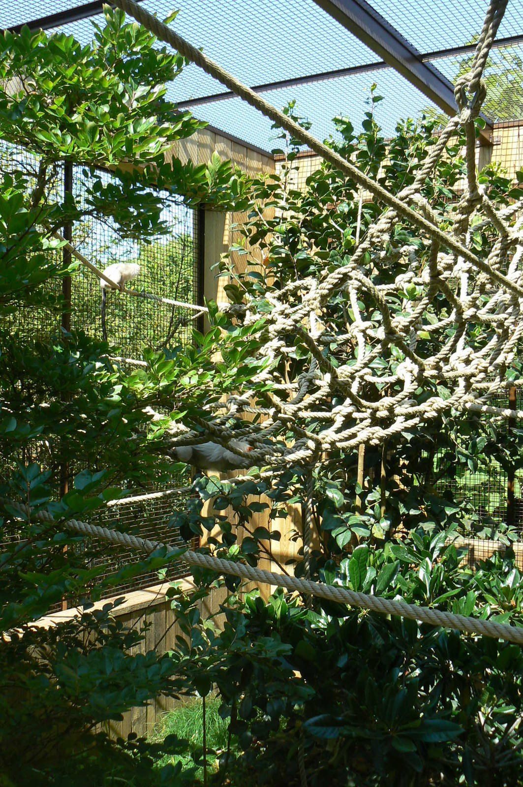 Peruvia - Silvery marmosets exhibit