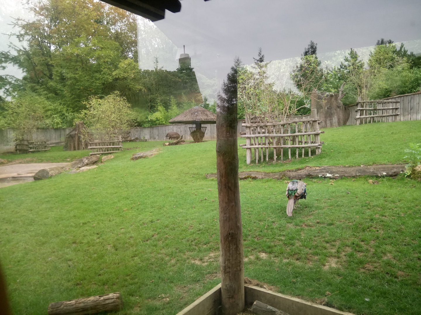 Peruvia : South American Exhibit (Tapirs)