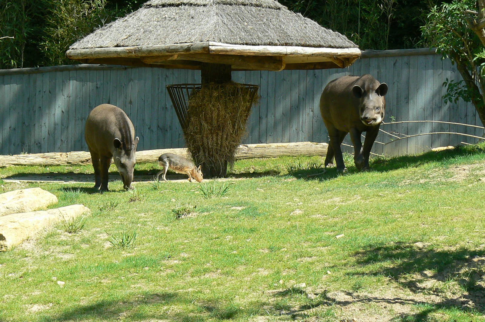 Peruvia - South american tapirs and patagonian mara