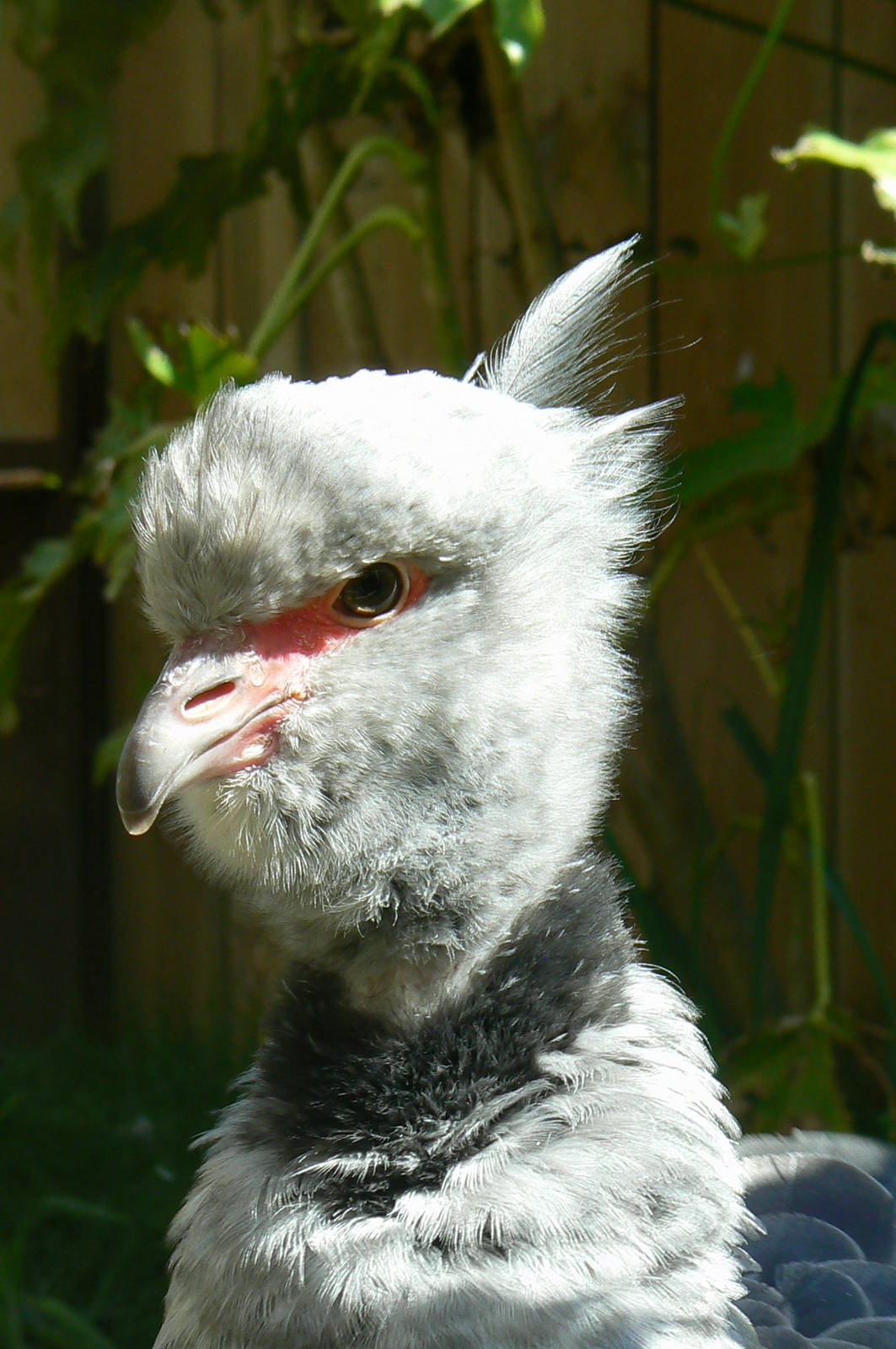 Peruvia - Southern screamer