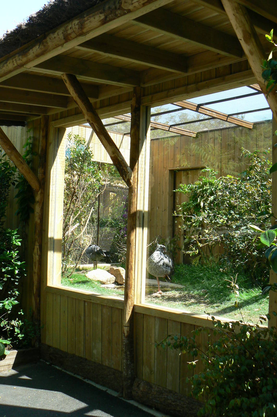 Peruvia - Southern screamers exhibit