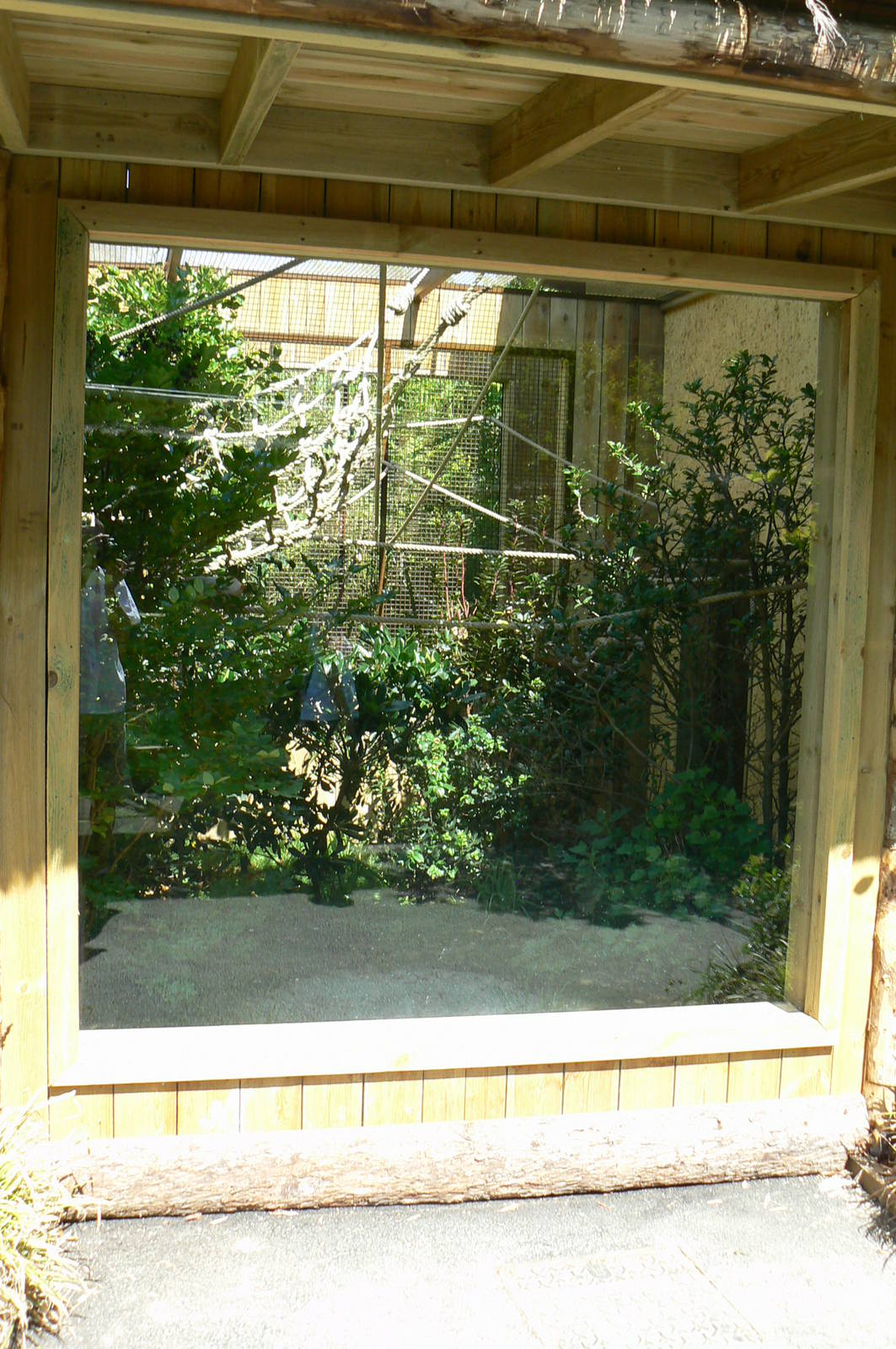 Peruvia - White-lipped tamarins and grey-winged trumpeters exhibit