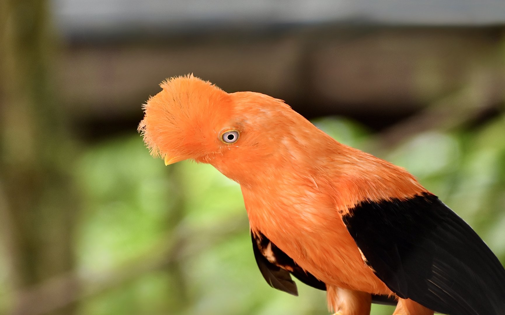 Peruvian Andean Cock-of-the-Rock (Rupicola peruvianus peruvianus)