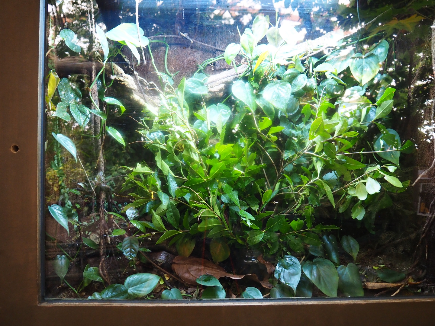 Peruvian black beauty stick insect terrarium (Nov 10th, 2018)