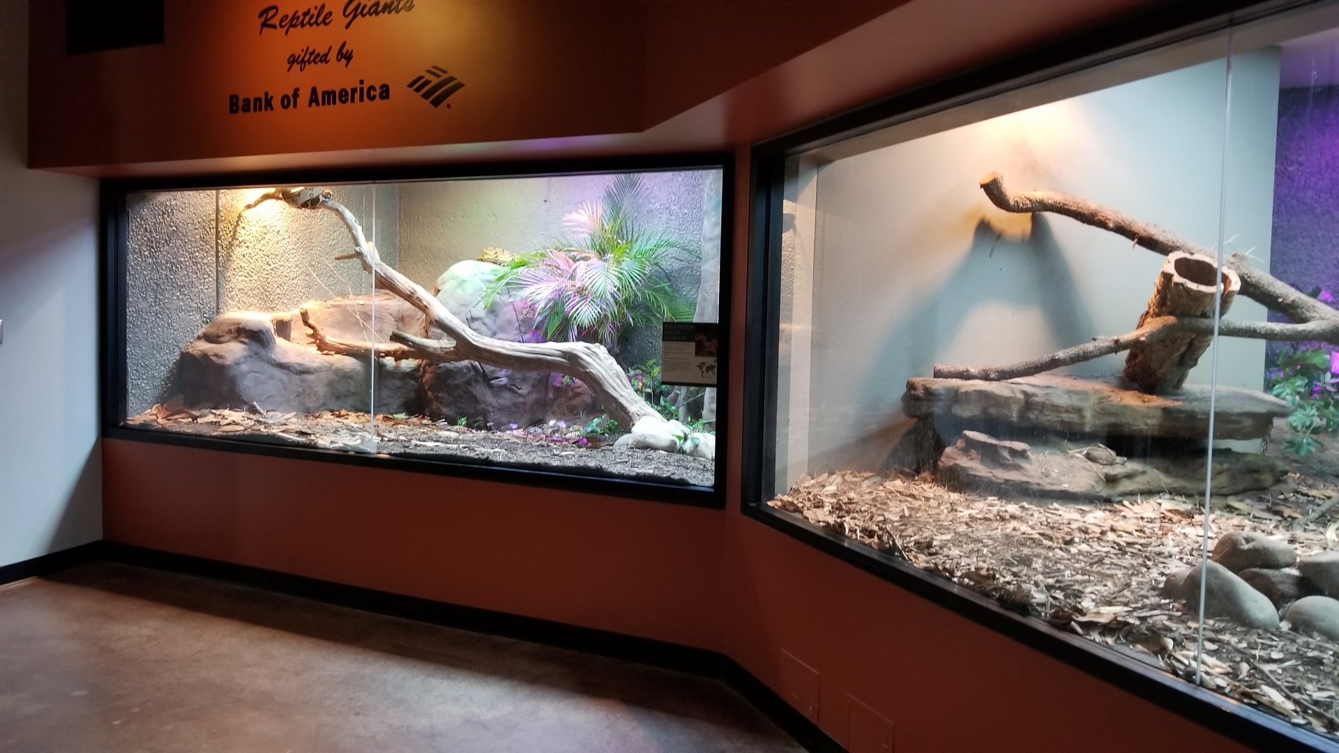 Peruvian Boas on left, Crocodile Monitor on right