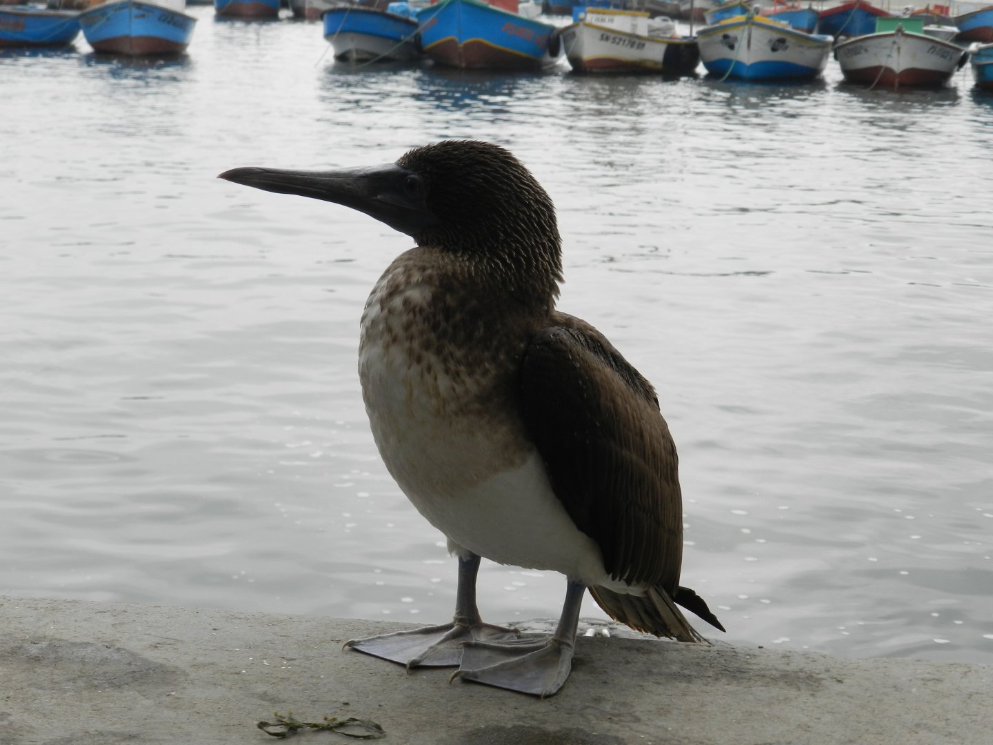 Peruvian booby - Port of Paracas