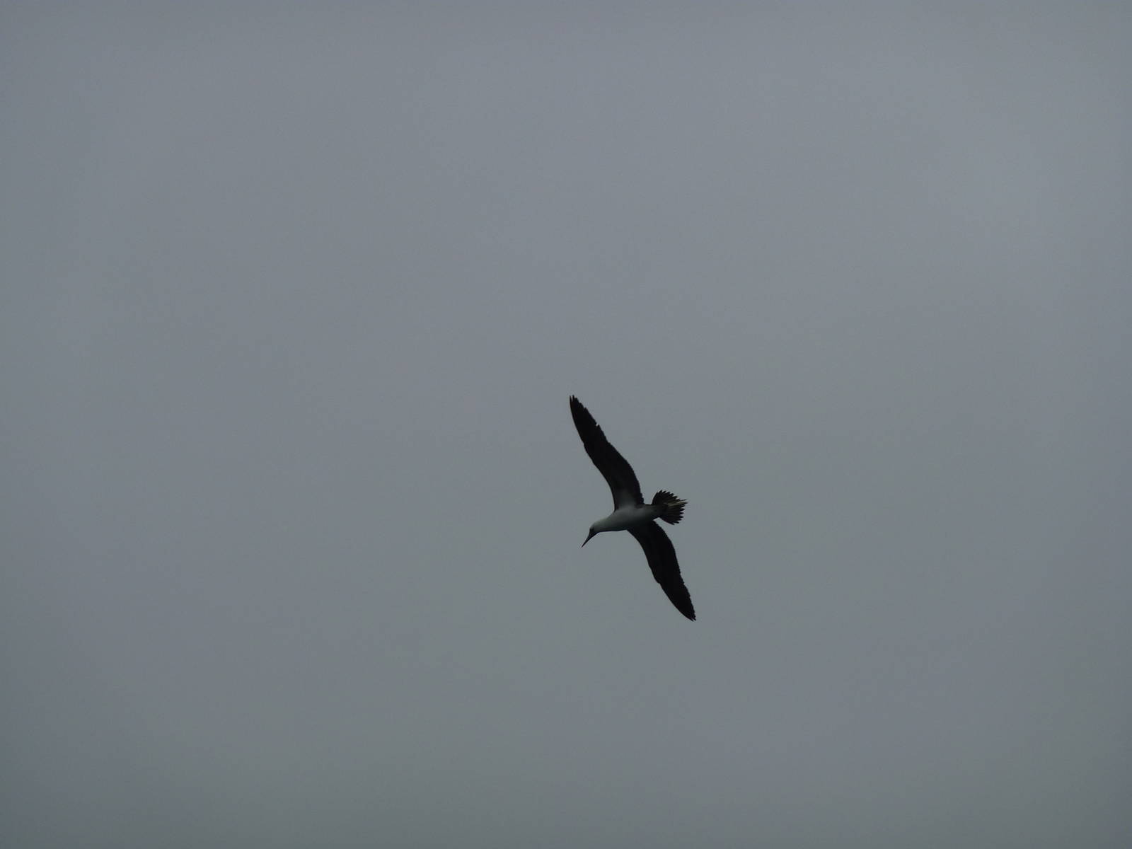 Peruvian booby