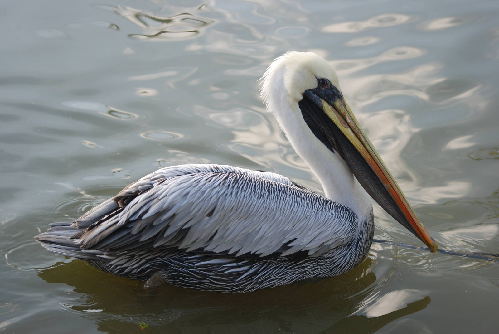 Peruvian Brown Pelican at Blackbrook, 28/10/11