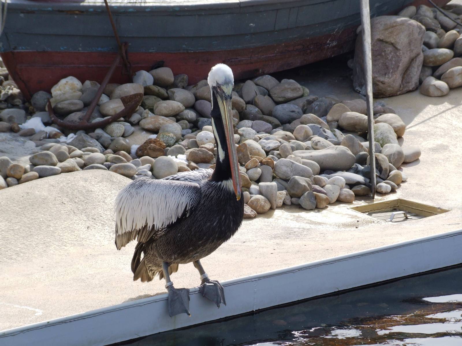 Peruvian Brown Pelican at Hannover, 23/03/13