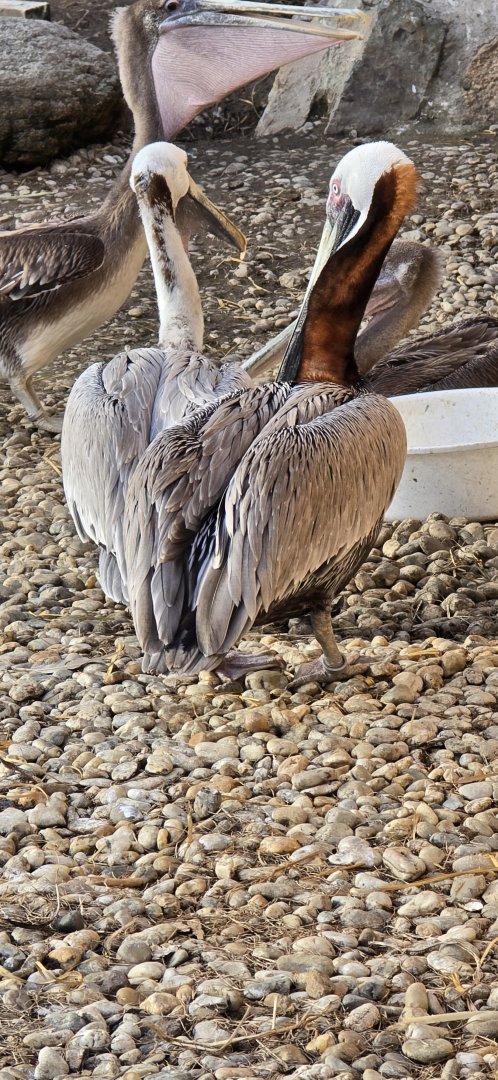 Peruvian  Brown pelican