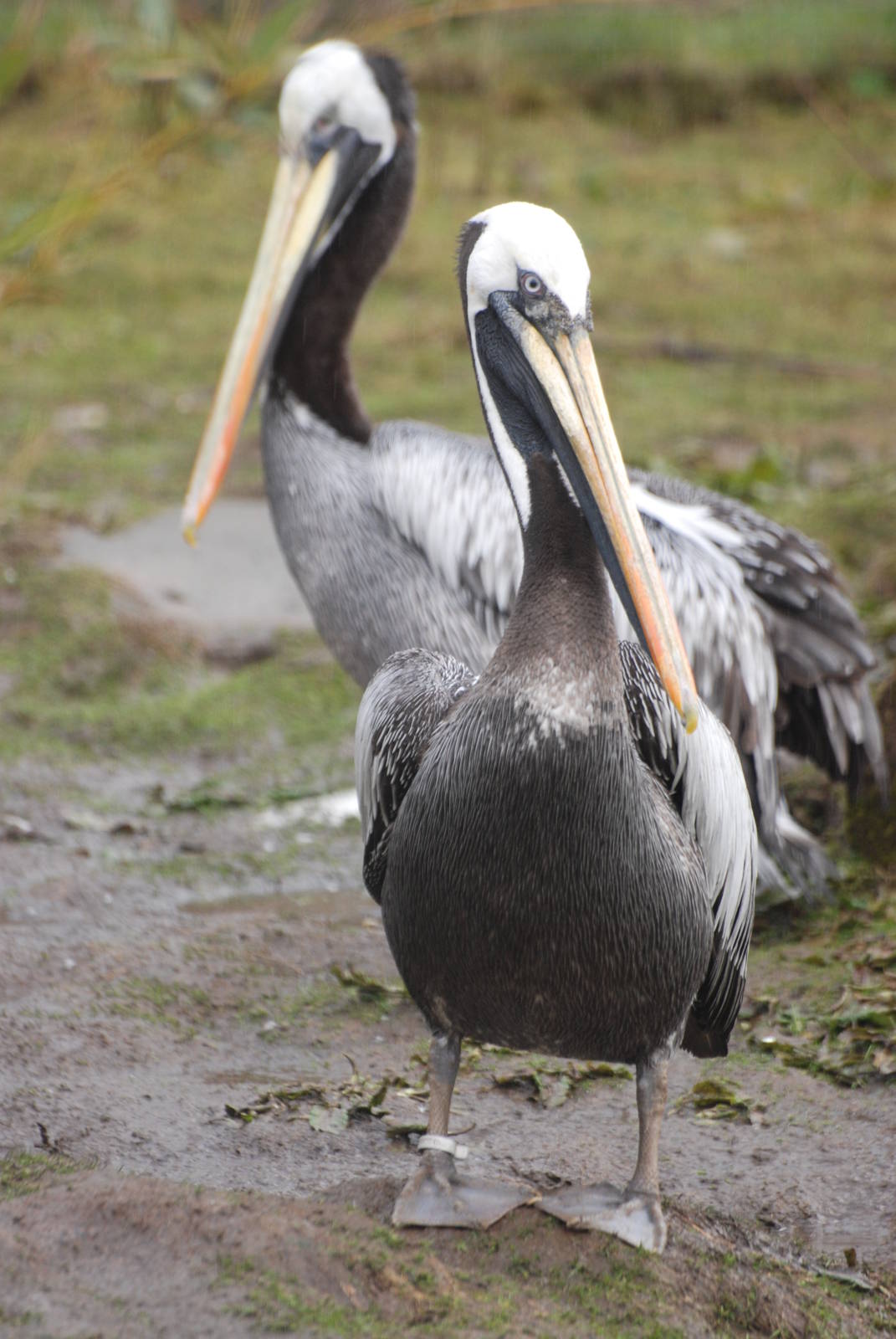 Peruvian Brown Pelicans at Blackbrook, 22/04/12