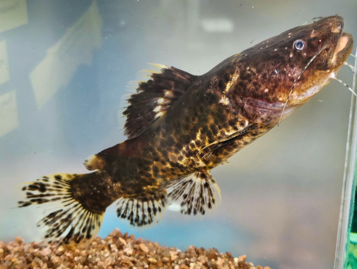 Peruvian Bumblebee Jelly Catfish (Batrochoglanis sp. I)