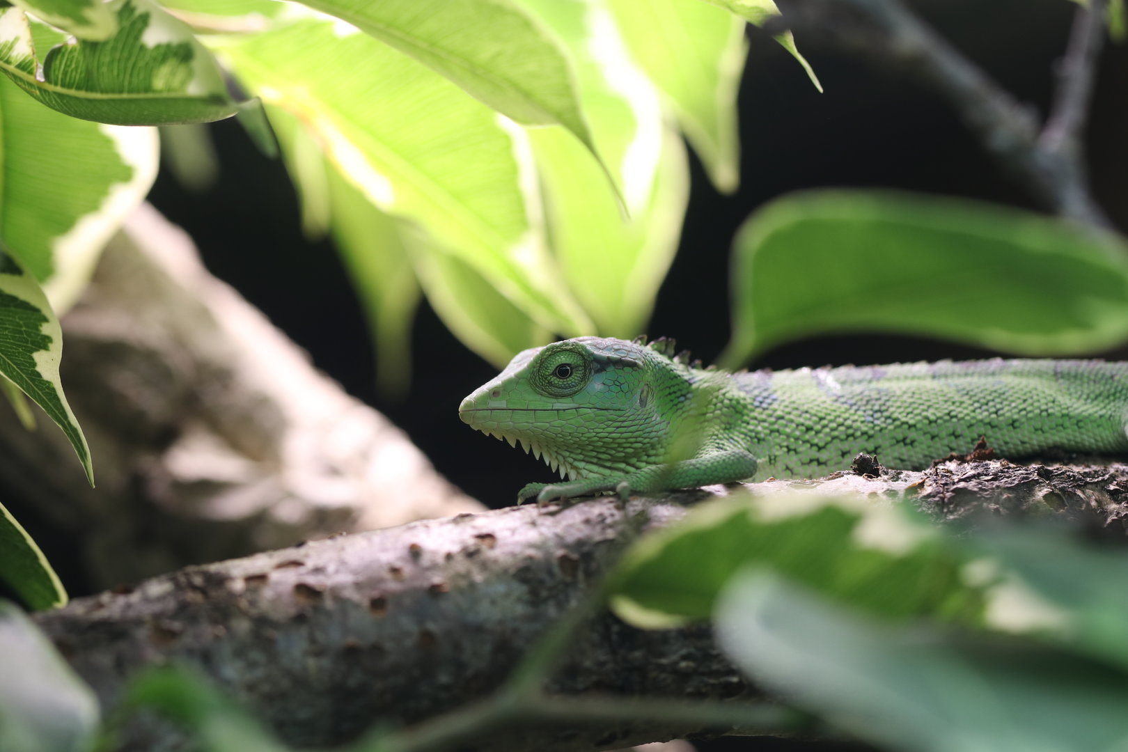 Peruvian bush anole