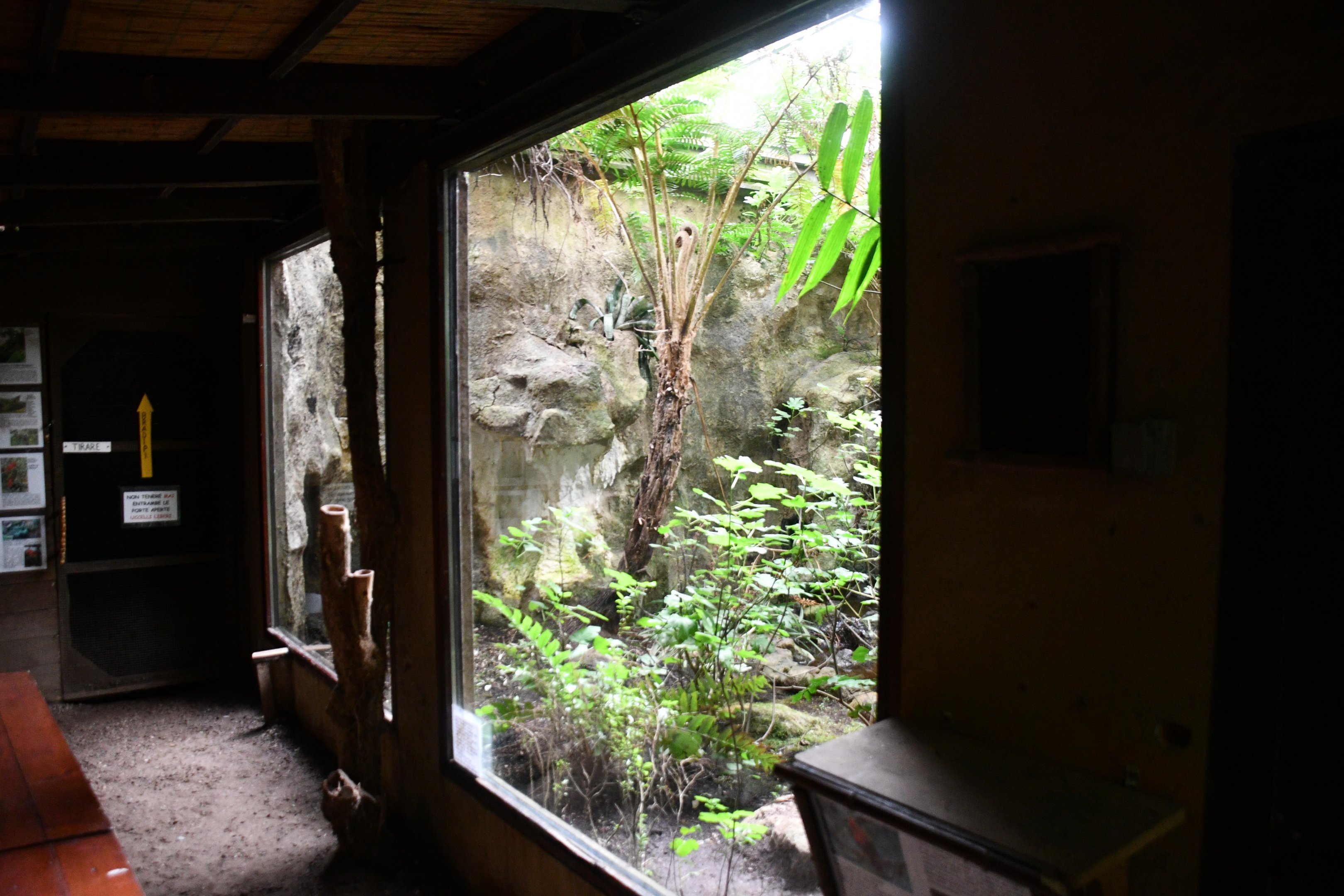 Peruvian Cock-of-the-Rock exhibit