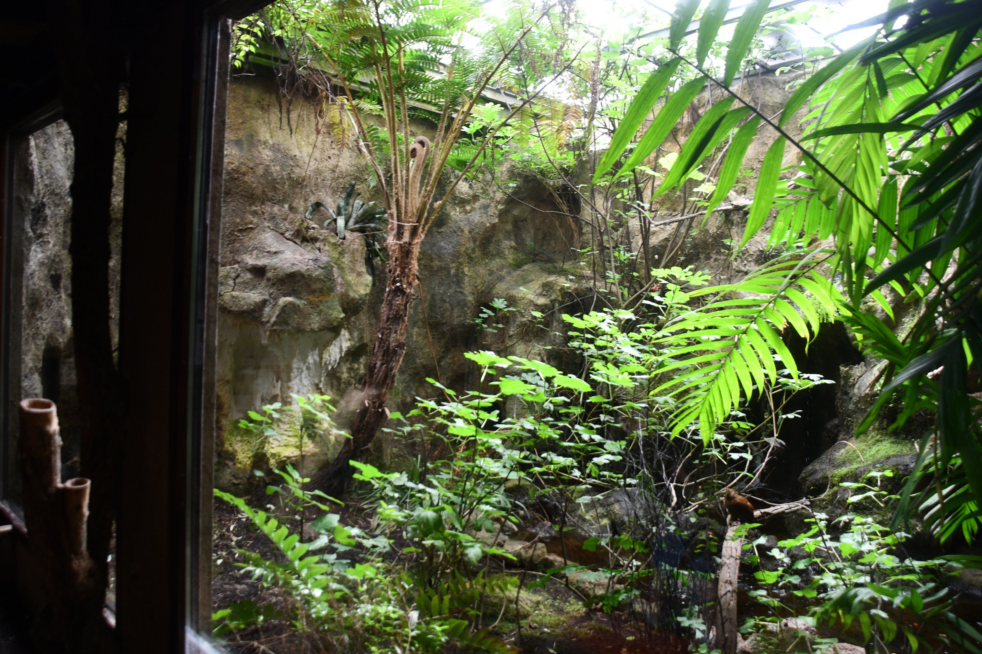 Peruvian Cock-of-the-Rock exhibit