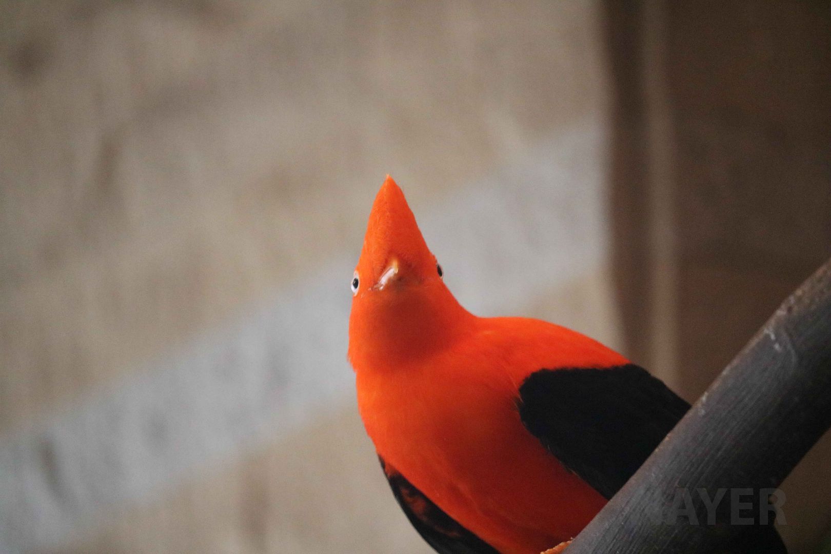 Peruvian cock-of-the-rock, May 2016