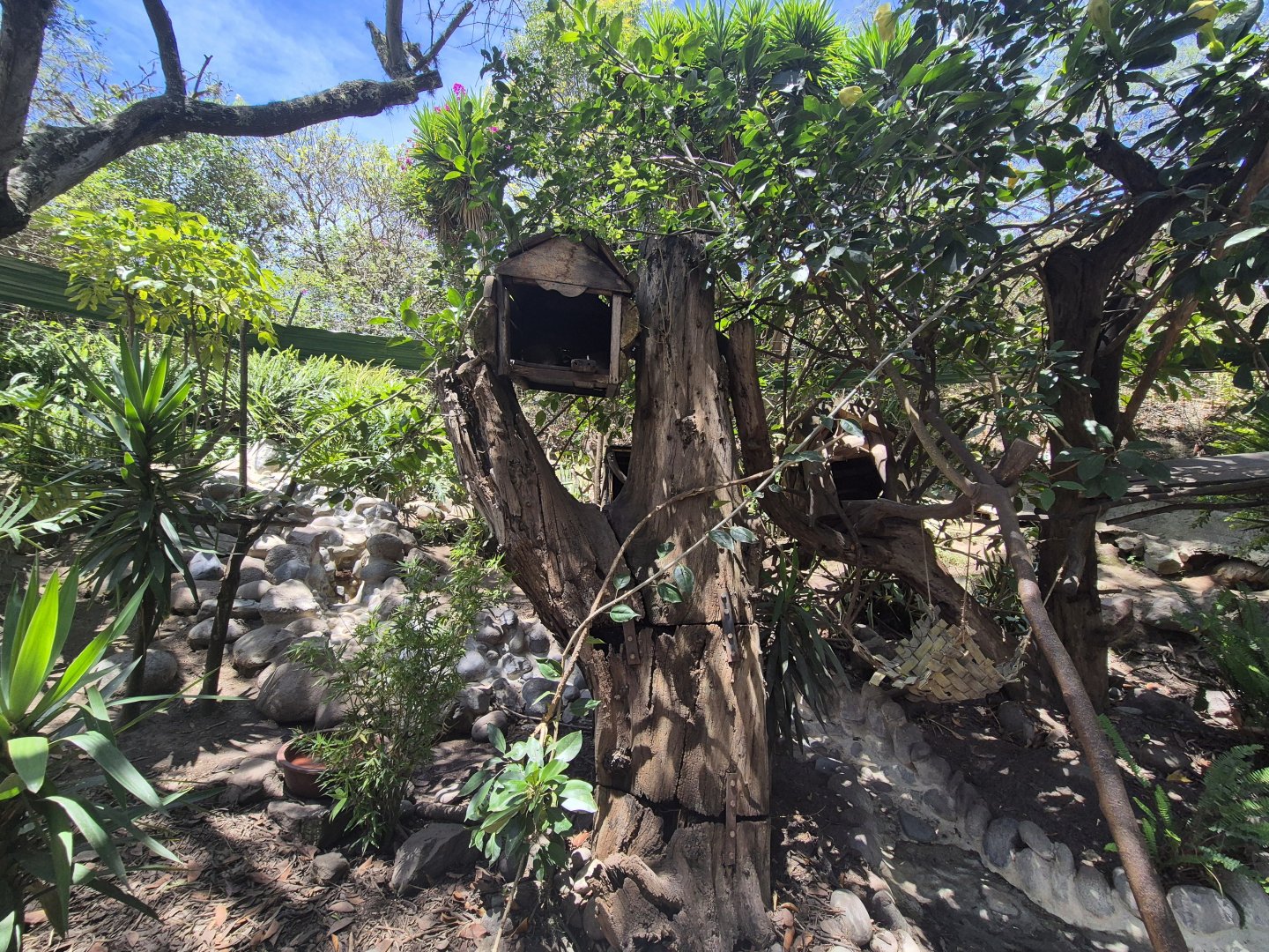 Peruvian Crab-eating Raccoon exhibit