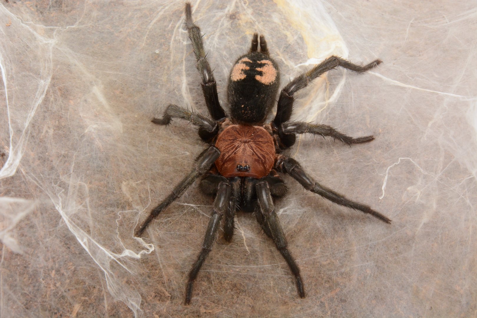 Peruvian dwarf curtain-web spider (Diplura sp. 'Peru')