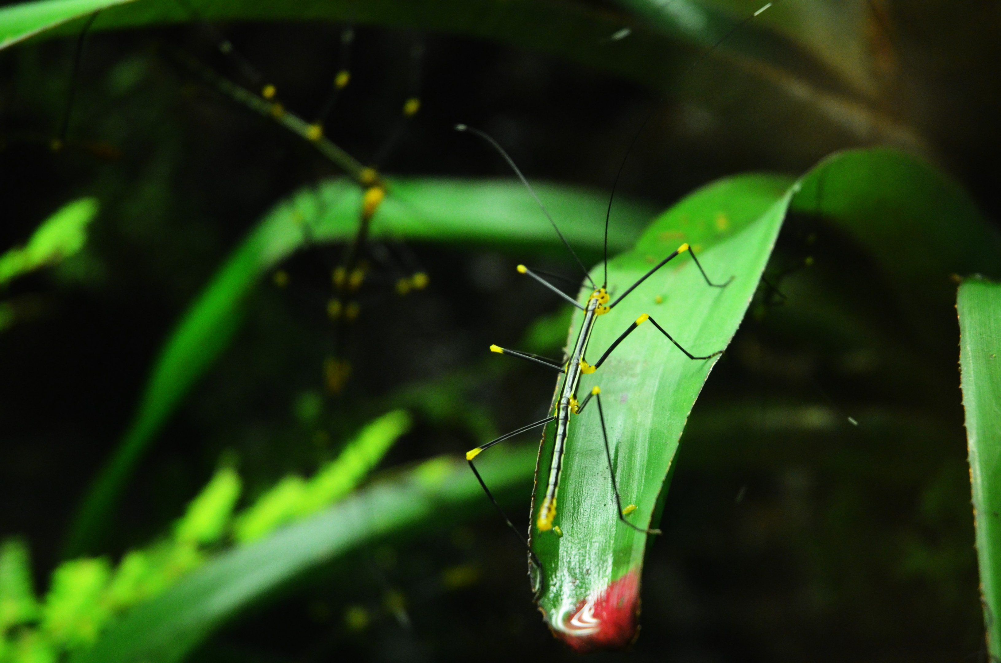 Peruvian Fern Stick Insect (Female) at Biotropica, 16/06/18