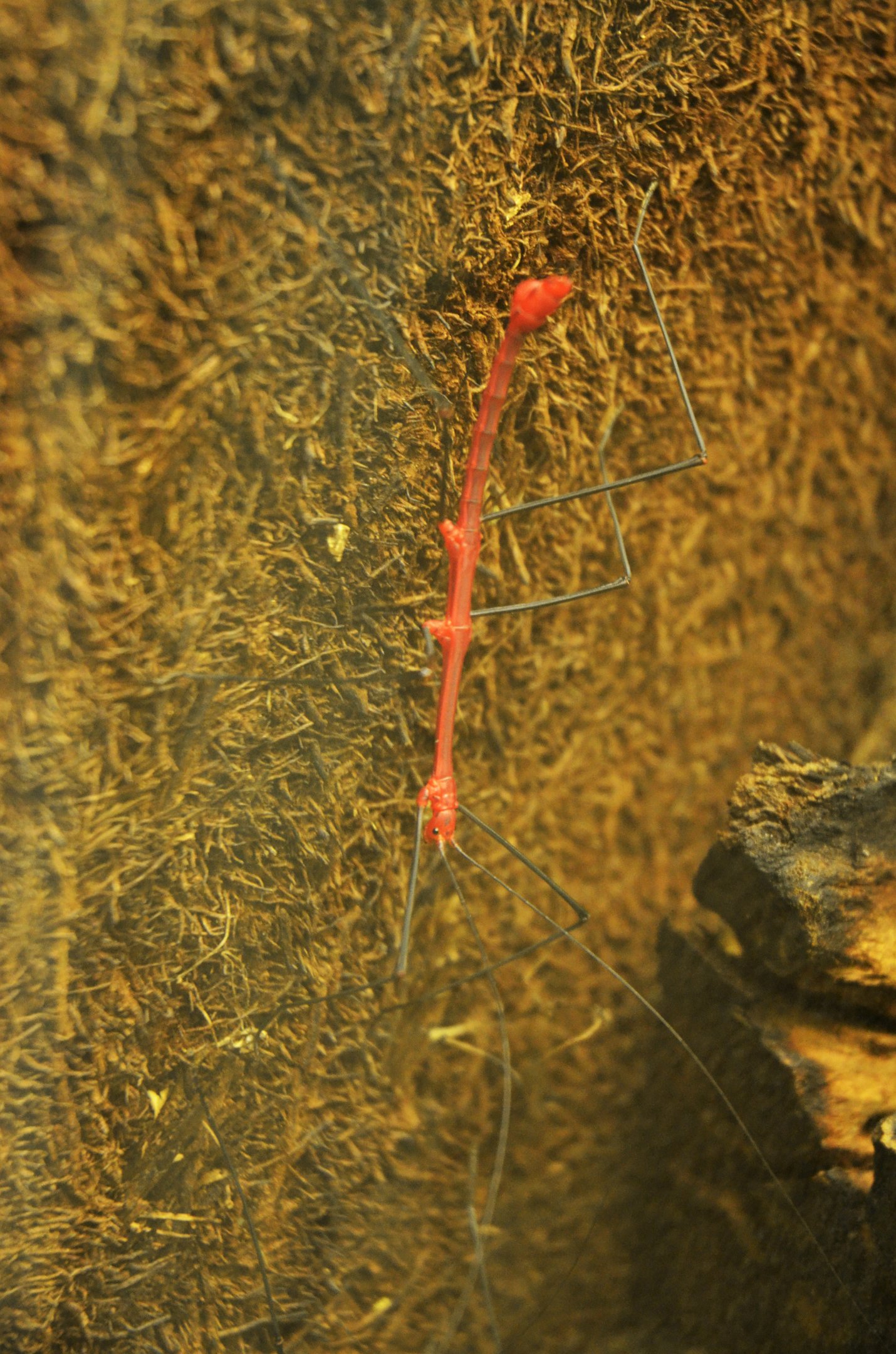 Peruvian Fern Stick Insect (Male) at Biotropica, 16/06/18
