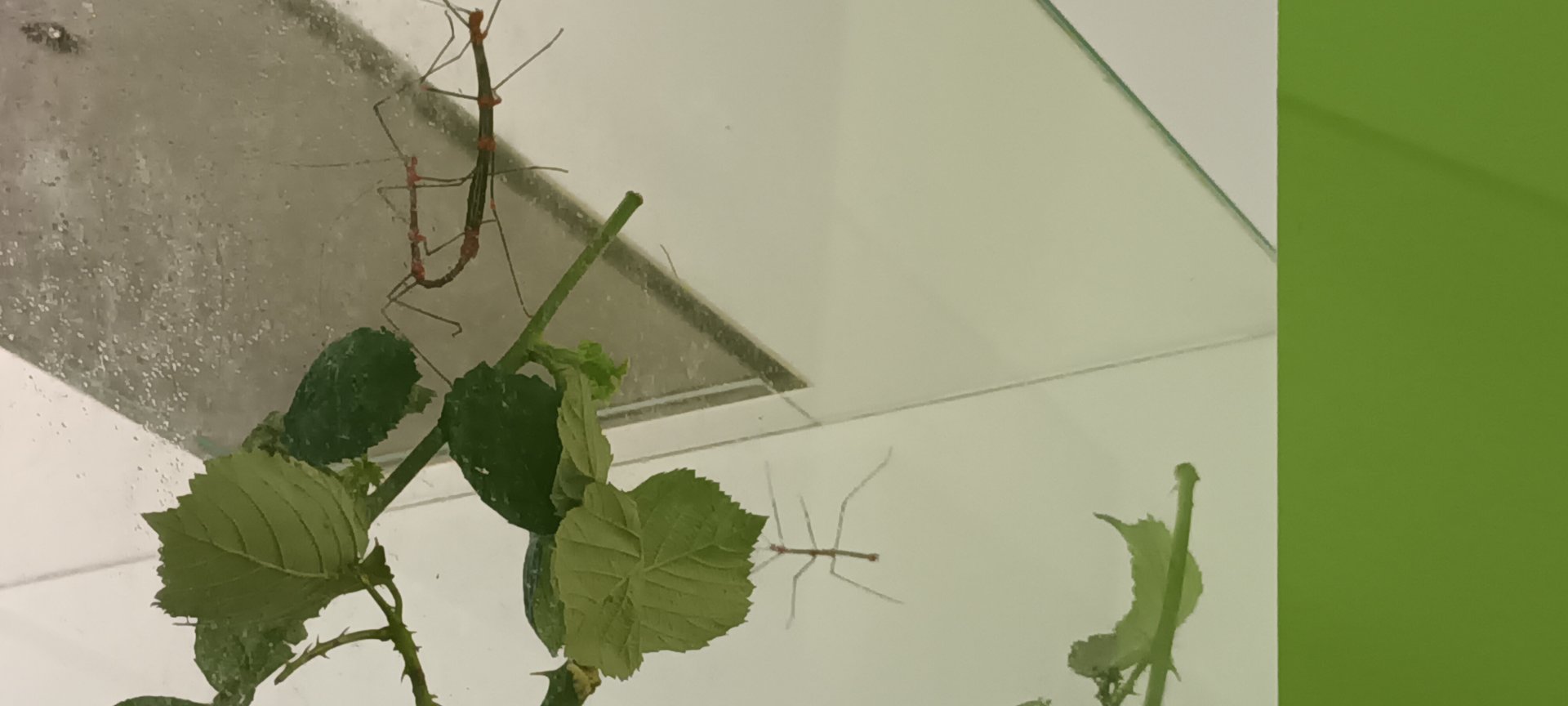 Peruvian fire Sticks