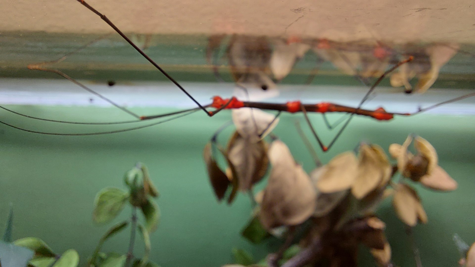 Peruvian firestick (Oreophoetes peruana)