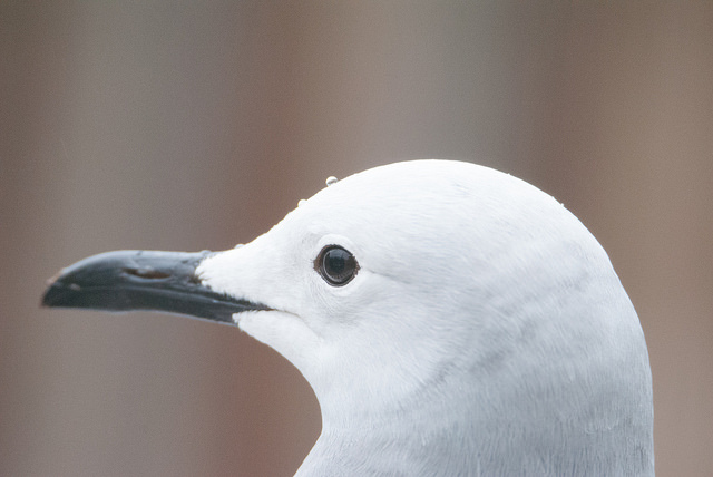 Peruvian grey gull (Larus modestus)