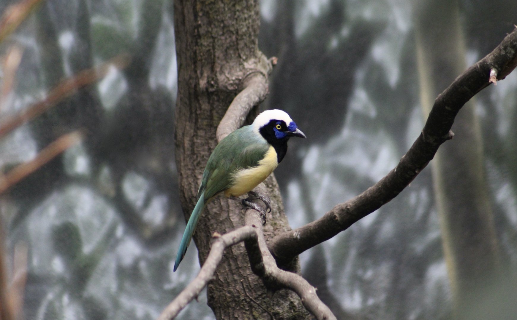 Peruvian Inca Jay (Cyanocorax yncas yncas)