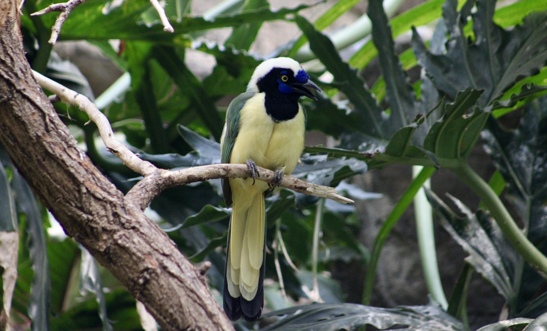 Peruvian Inca Jay (Cyanocorax yncas yncas)