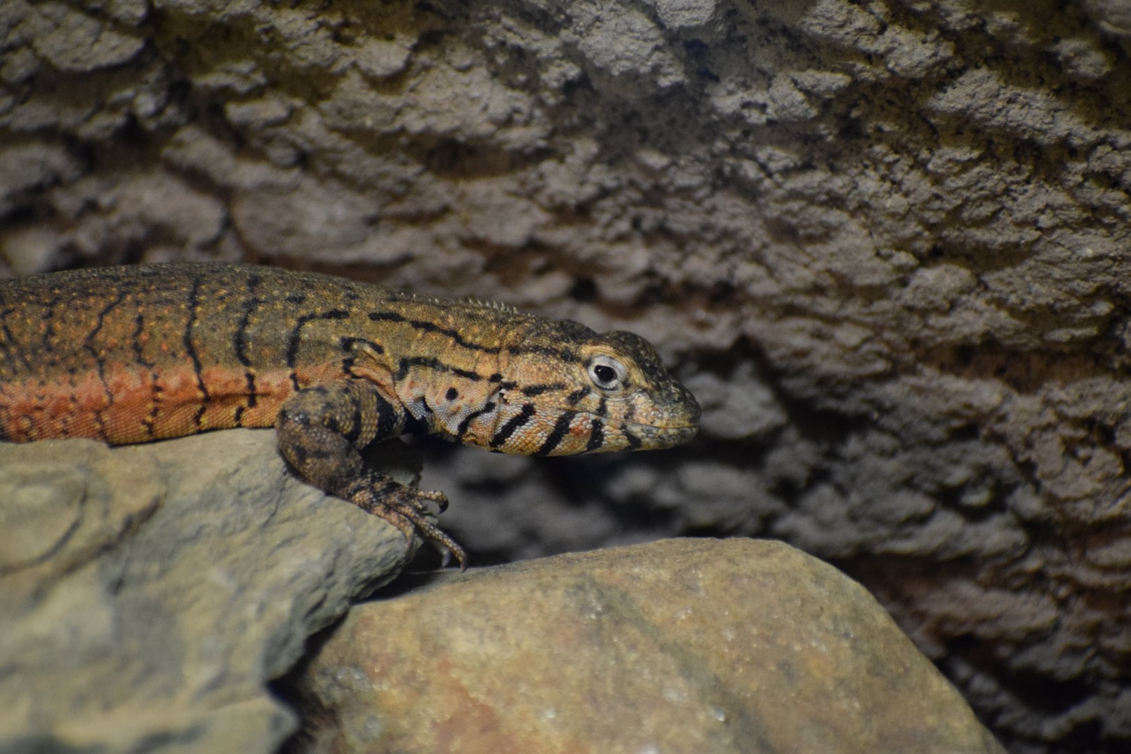 Peruvian lava-lizard - February 2024