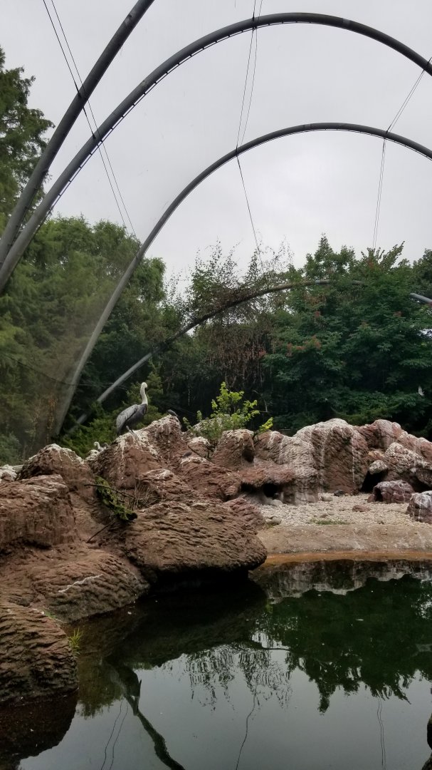 Peruvian Pelican and Magellanic Penguin area