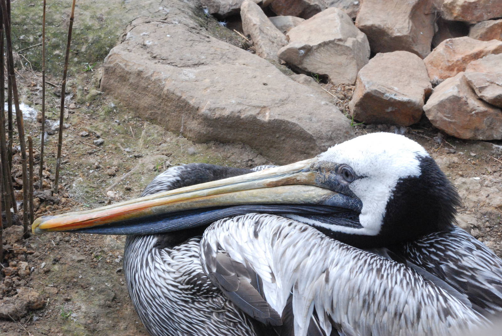 Peruvian Pelican at Blackbrook 29/04/11