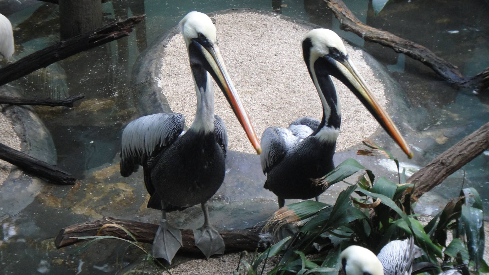 Peruvian pelican at Bronx zoo 2014-12-29