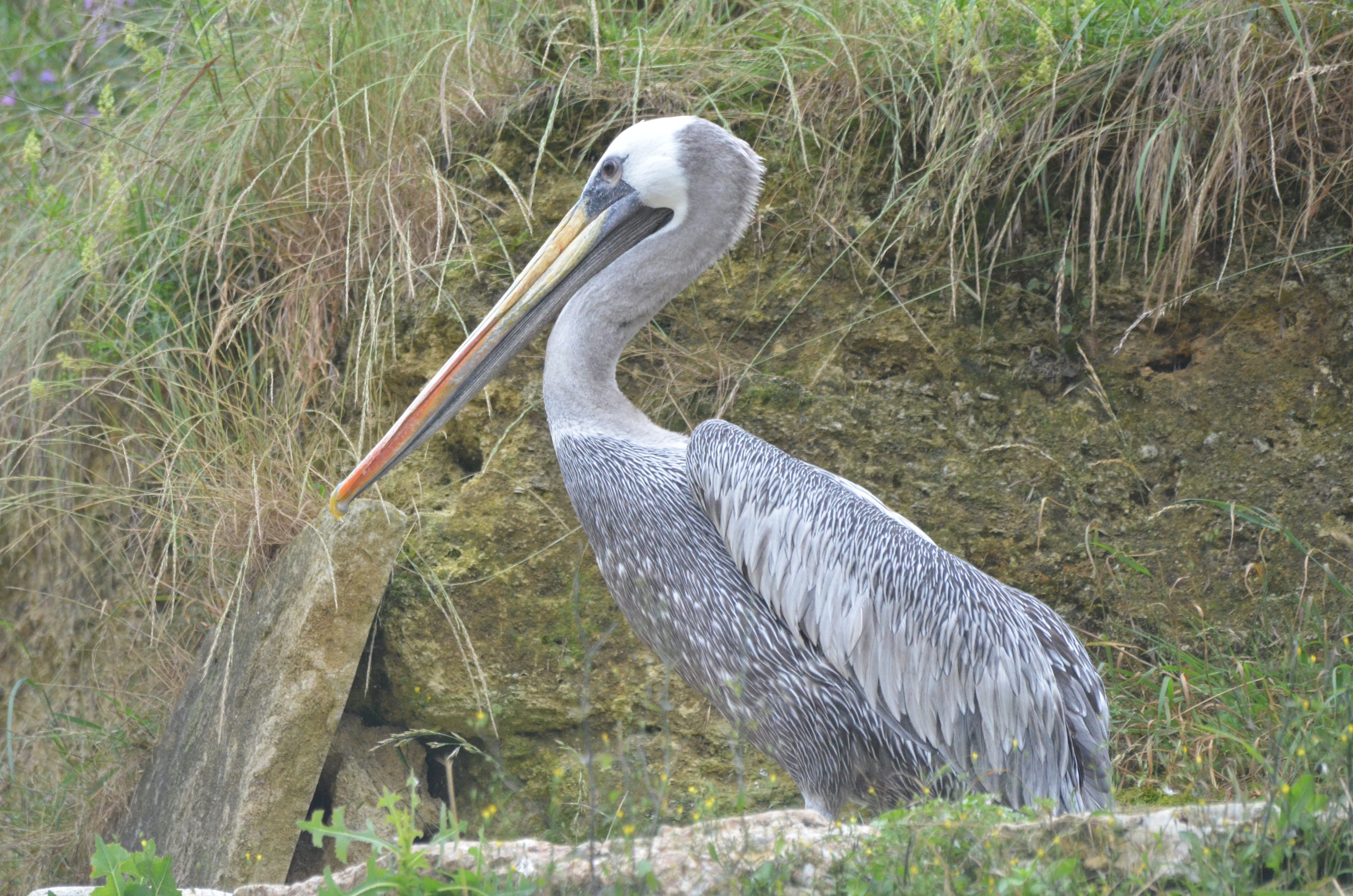 Peruvian Pelican at Doué-la-Fontaine, 15/06/18