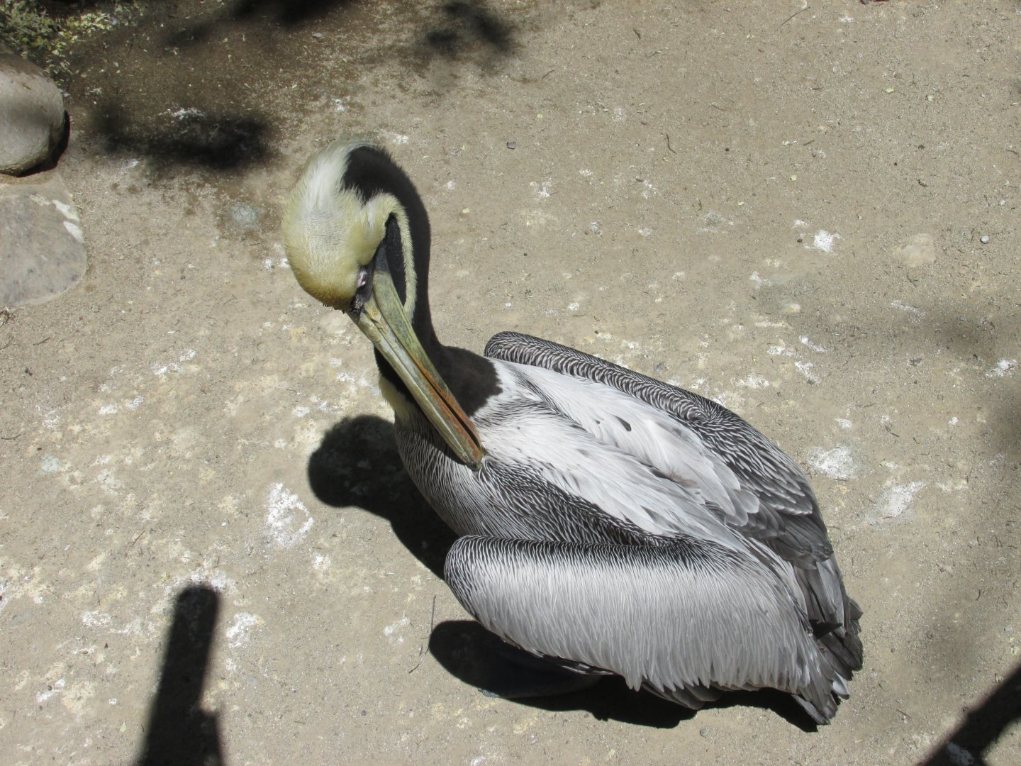 peruvian pelican buin zoo
