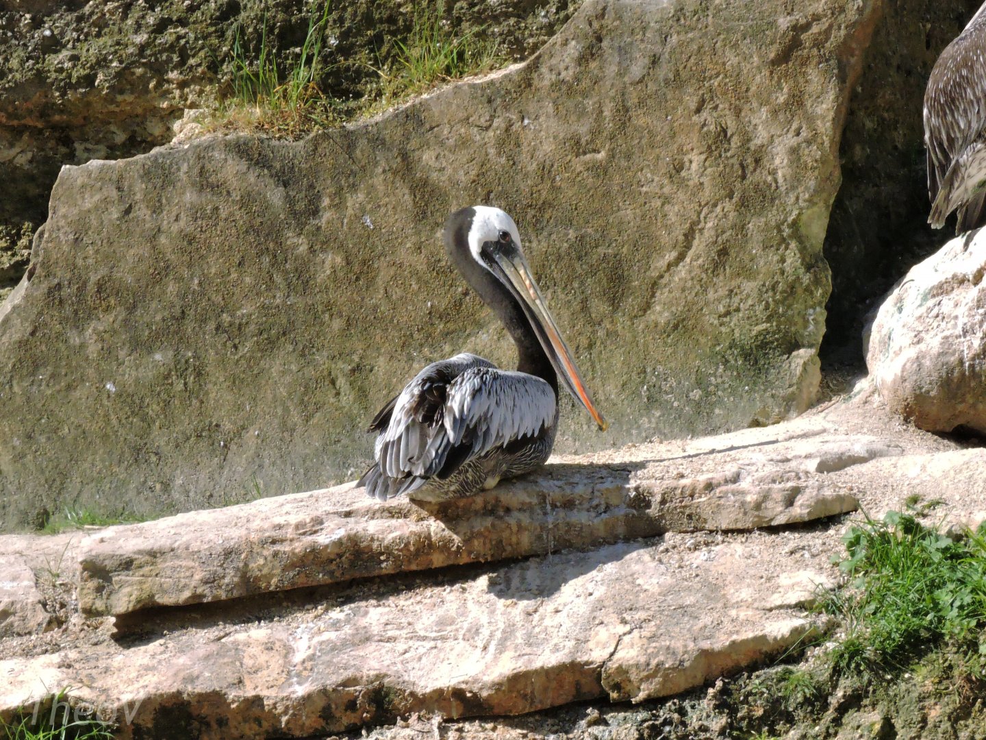 Peruvian pelican - Grande volière sud-américaine [2015]