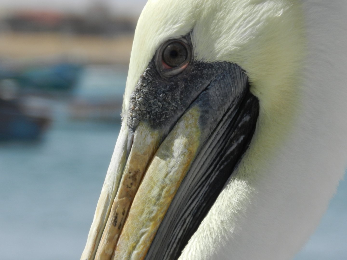 Peruvian pelican - Paracas national reserve
