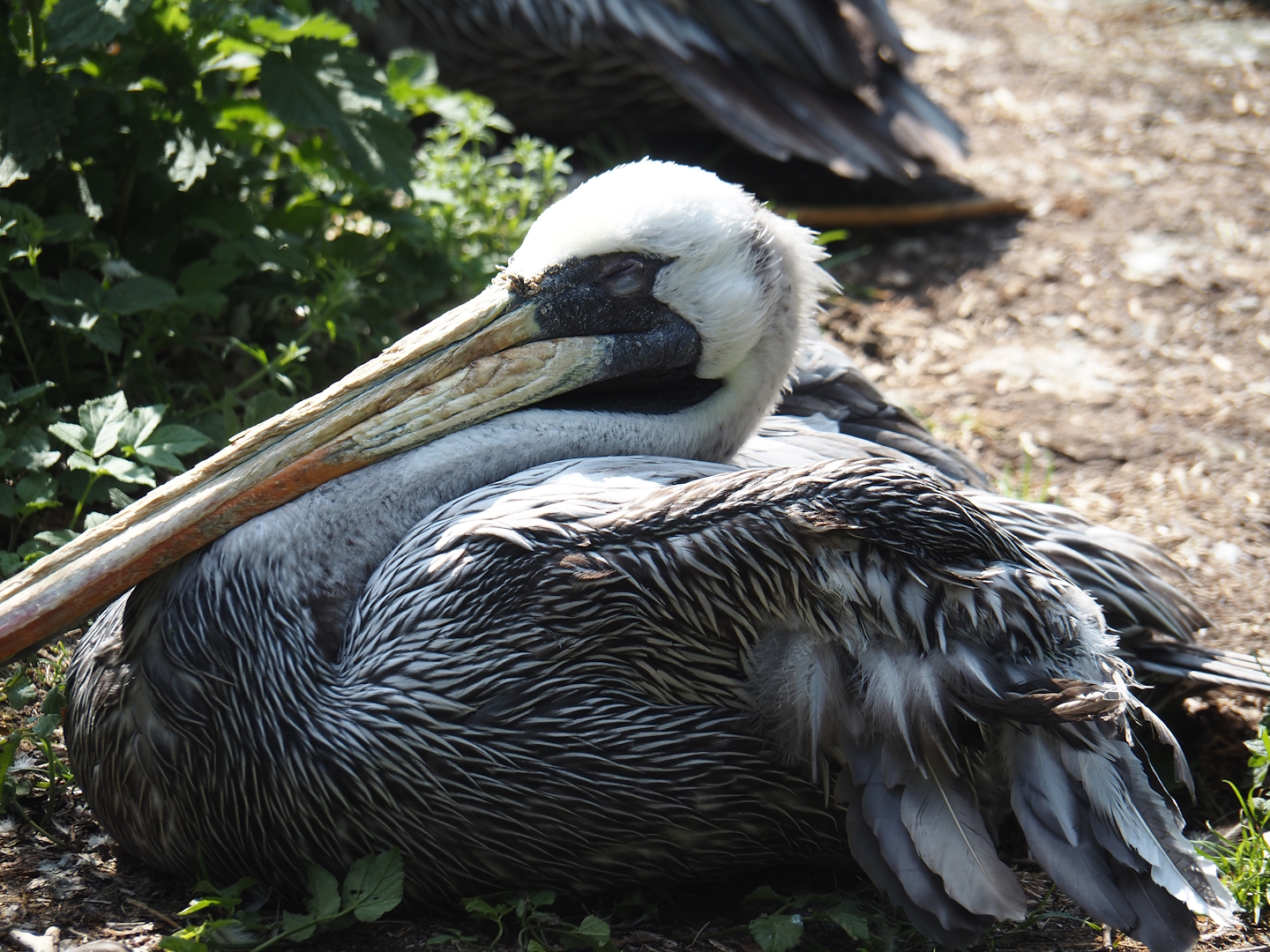 Peruvian pelican (Pelecanus thagus), 2024-05-23